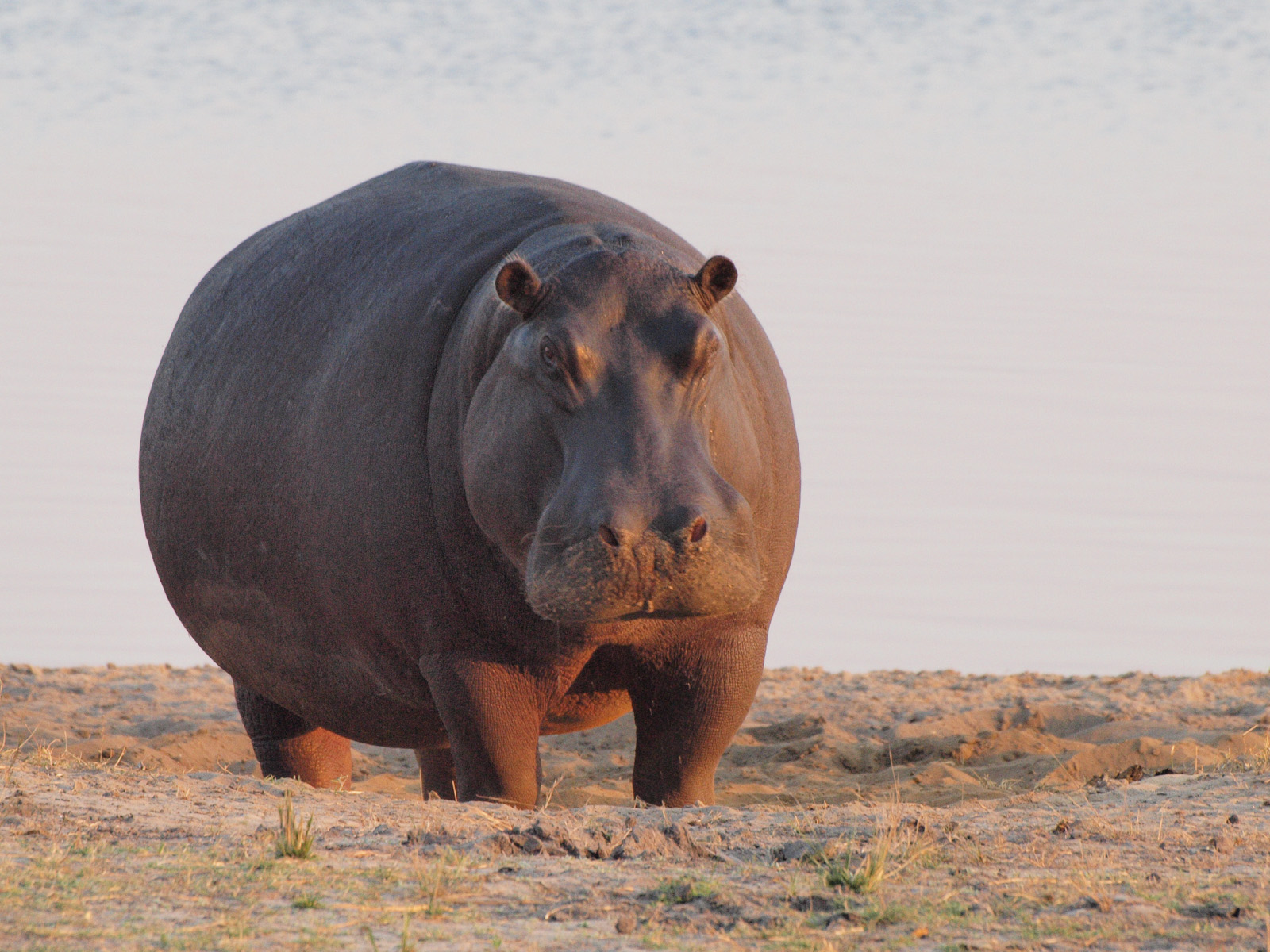 HiPPO